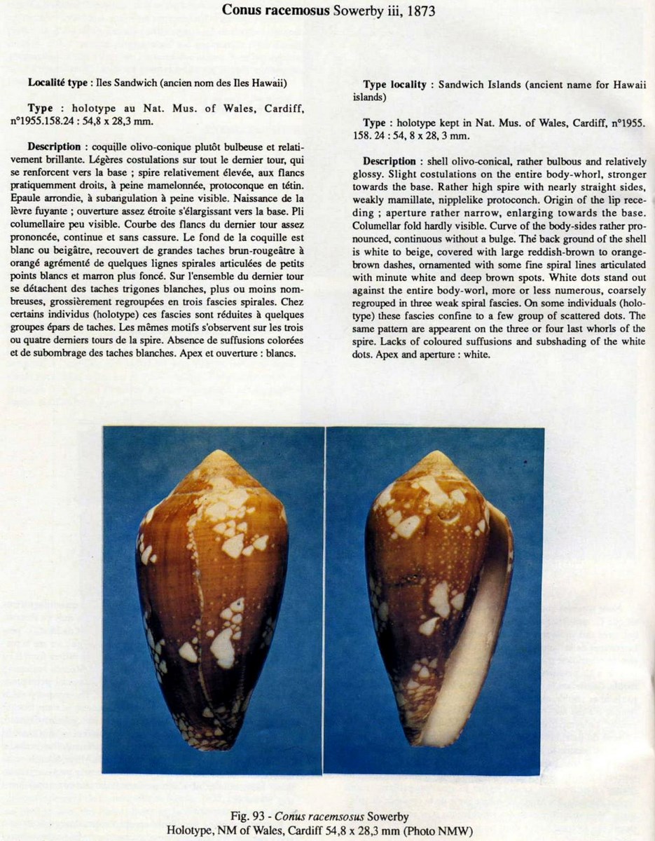 Conus racemosus, Sowerby II 1873